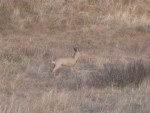 ree in de duinen 